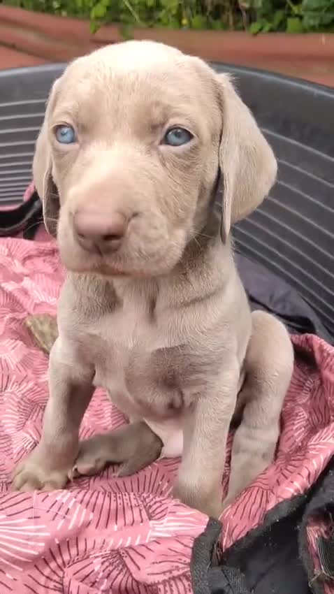 Weimaraner cani in vendita: Cuccioli Weimaraner - Video 1