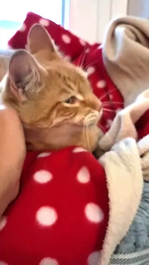 Europeo gatti in regalo: ROMEO UN AMORE DI MICETTO - Video 1