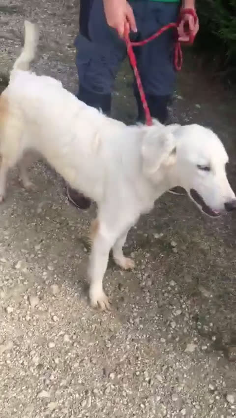 Pastore Maremmano cani in regalo: Dolce principessa! a Provincia di Viterbo - Video 1