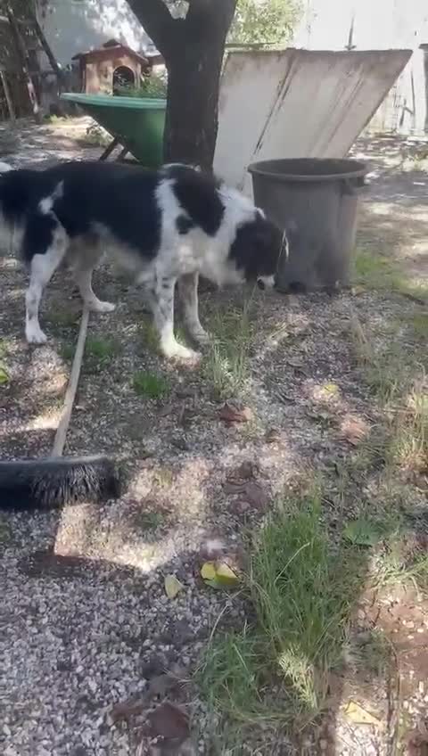 Meticcio cani in regalo: Sam: dolce pastorino vivace e socievole  - Video 2