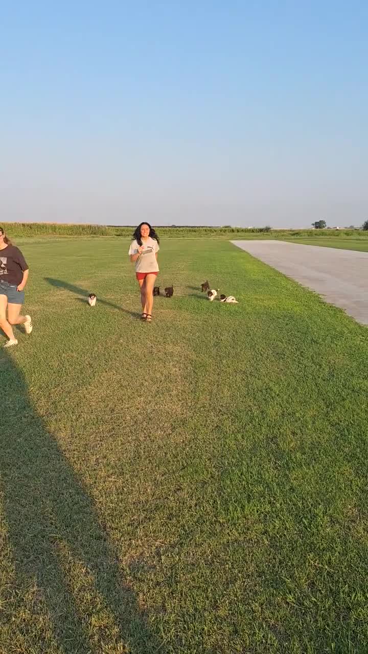 Lagotto cani in vendita: Lagotto - Video 1