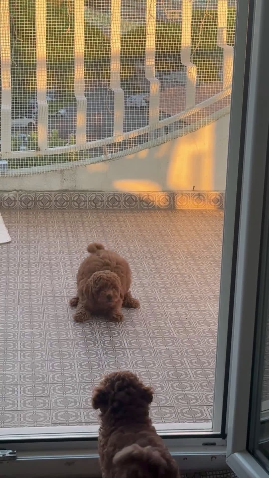 Barboncino Toy cani in vendita: Barboncino Toy Red - Video 1