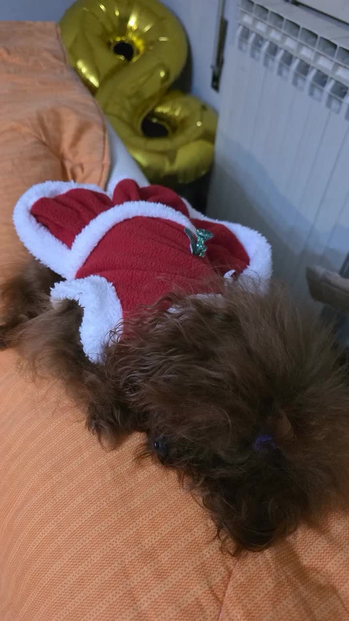 Barboncino Toy cani in vendita: Barboncino asiatico  - Video 1