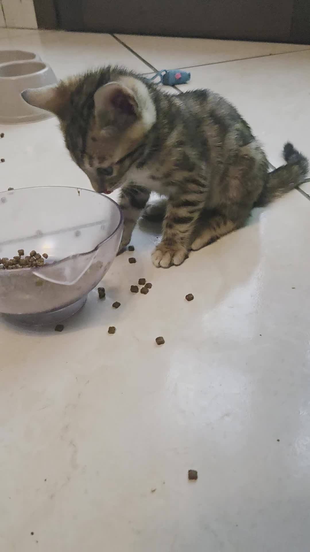 Bengala gatti in vendita: Cuccioli Bengala Vendita - Video 2