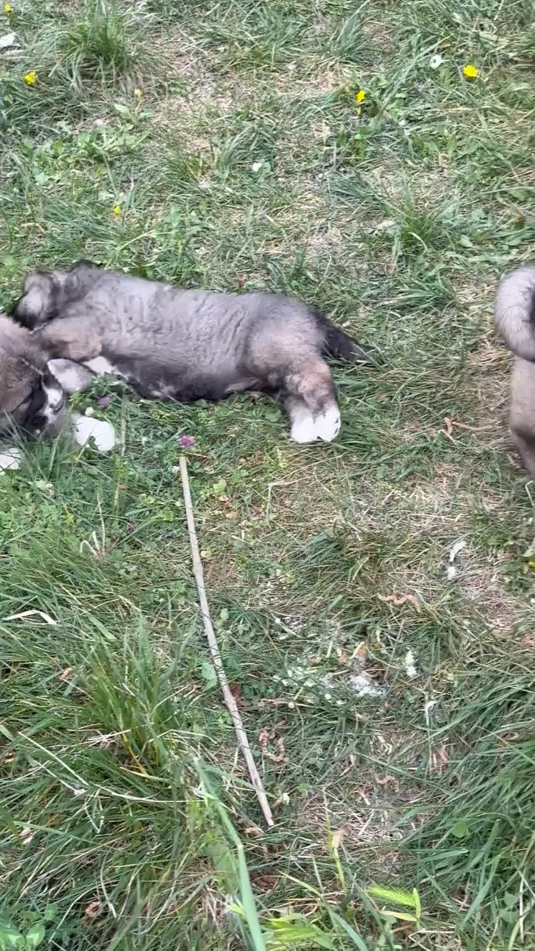 Pastore del Caucaso cani in vendita: Cucciole pastore del caucaso a Provincia di Savona - Video 1