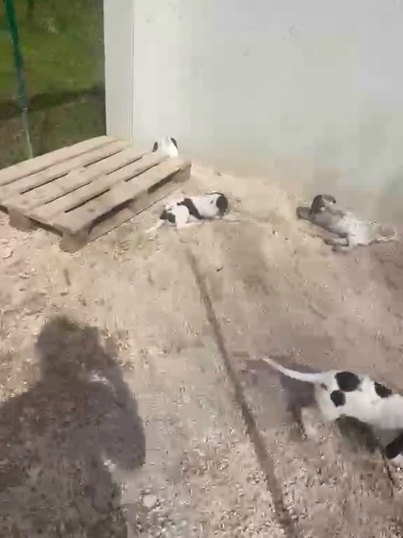 Meticcio cani in regalo: SELENE ASPETTA TE - Video 2