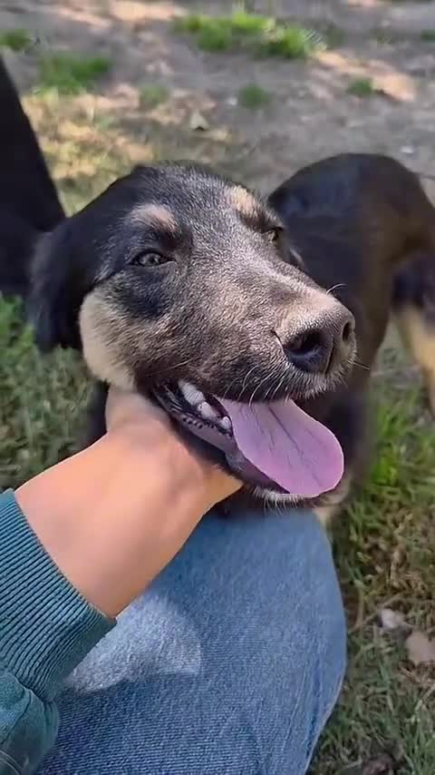 Meticcio cani in regalo: SEMOLINO simpatico mix border - Video 1