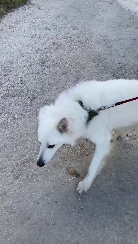 Pastore Svizzero cani in regalo: Gucci, dolcissimo pastore svizzero - Video 3