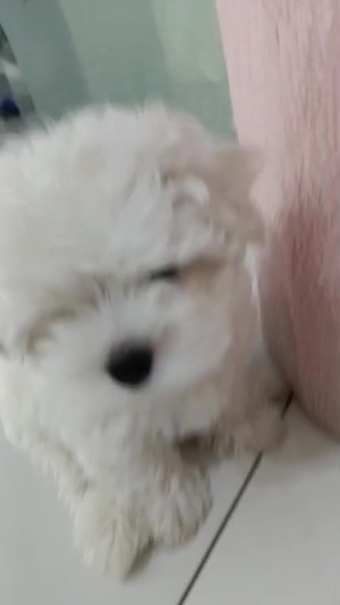 Maltese cani in vendita: Cucciolo maschio Maltese - Video 1