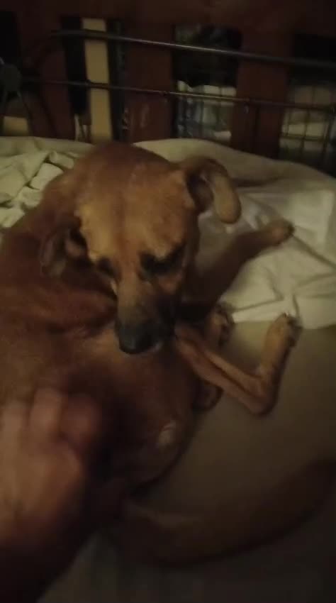 Meticcio cani in regalo: A Bologna, 1 anno, 7 kg, buonissimo, Iper dolce  - Video 1