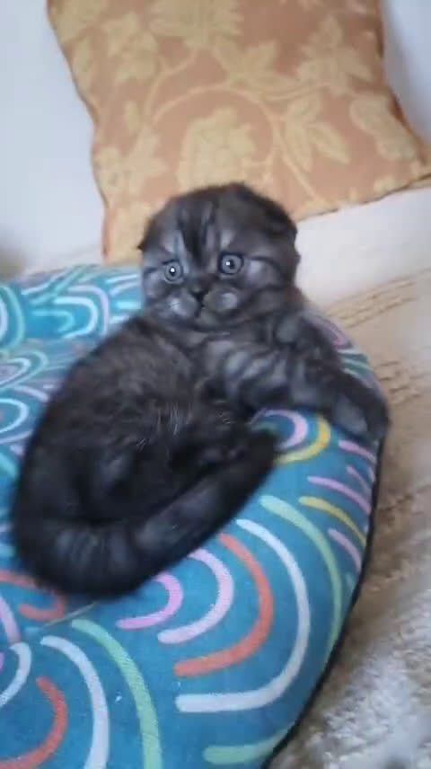 Scottish gatti in vendita: Scottish fold e straight - Video 1