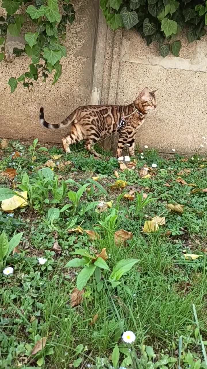 Bengala gatti in vendita: meravigliosi feminucce 🥰 - Video 1