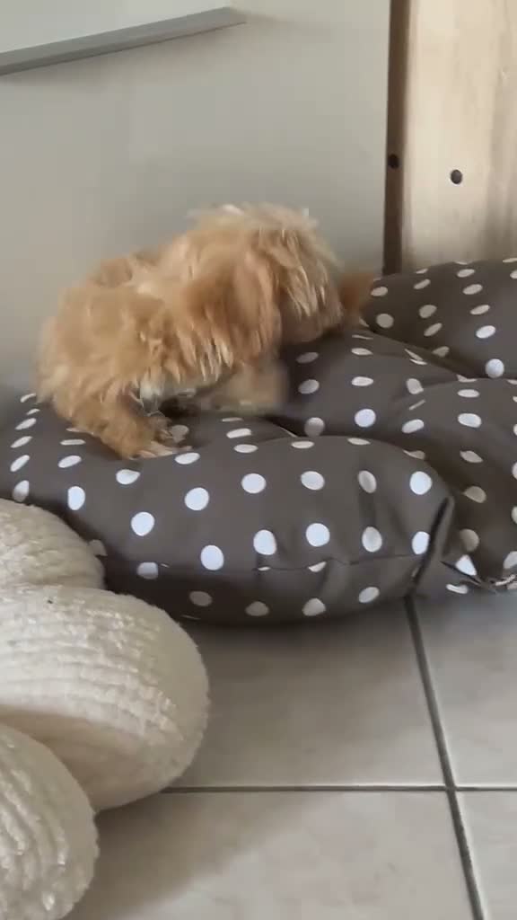 Maltipoo cani in vendita: Cuccioli di Maltipoo e Barboncino - Video 1