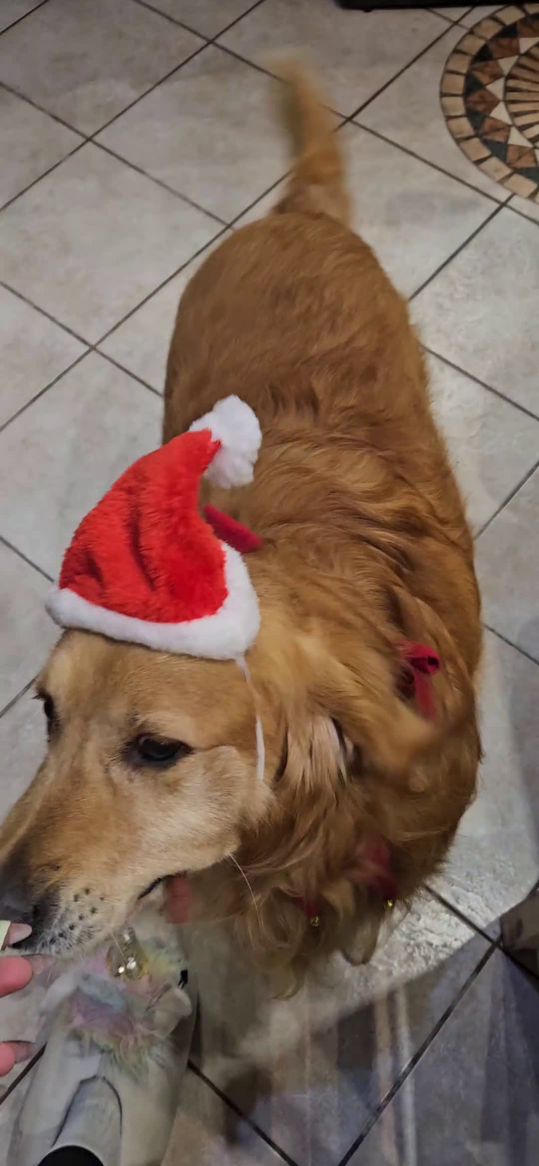 Golden Retriever cani per accoppiamento: Golden retriever per monta  - Video 5