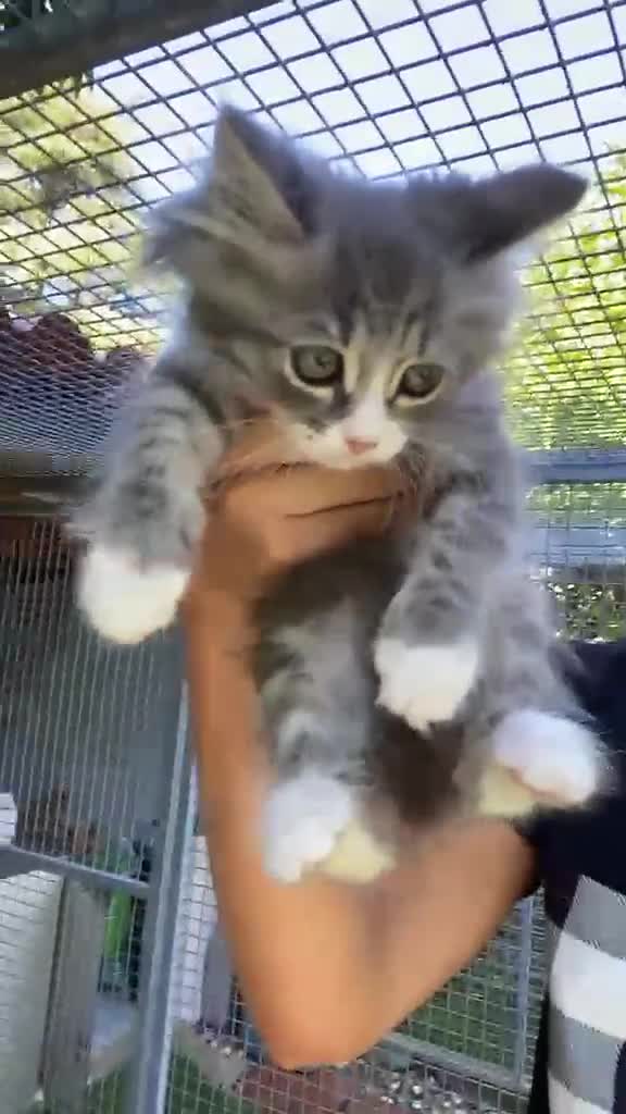 Siberiano gatti in vendita: cucciolo di gatto siberiano ipoallergico  - Video 1