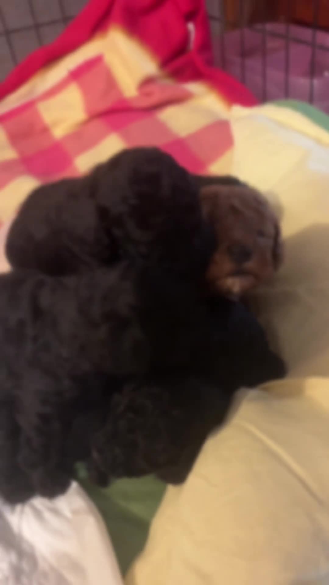 Barboncino cani in vendita: Barboncino nano Red - Video 1