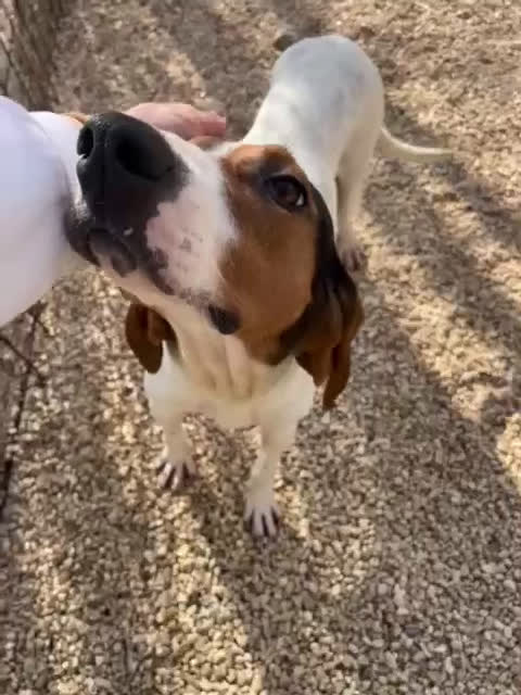 Segugio cani in regalo: LA DOLCISSIMA PENNY a Provincia di Arezzo - Video 2