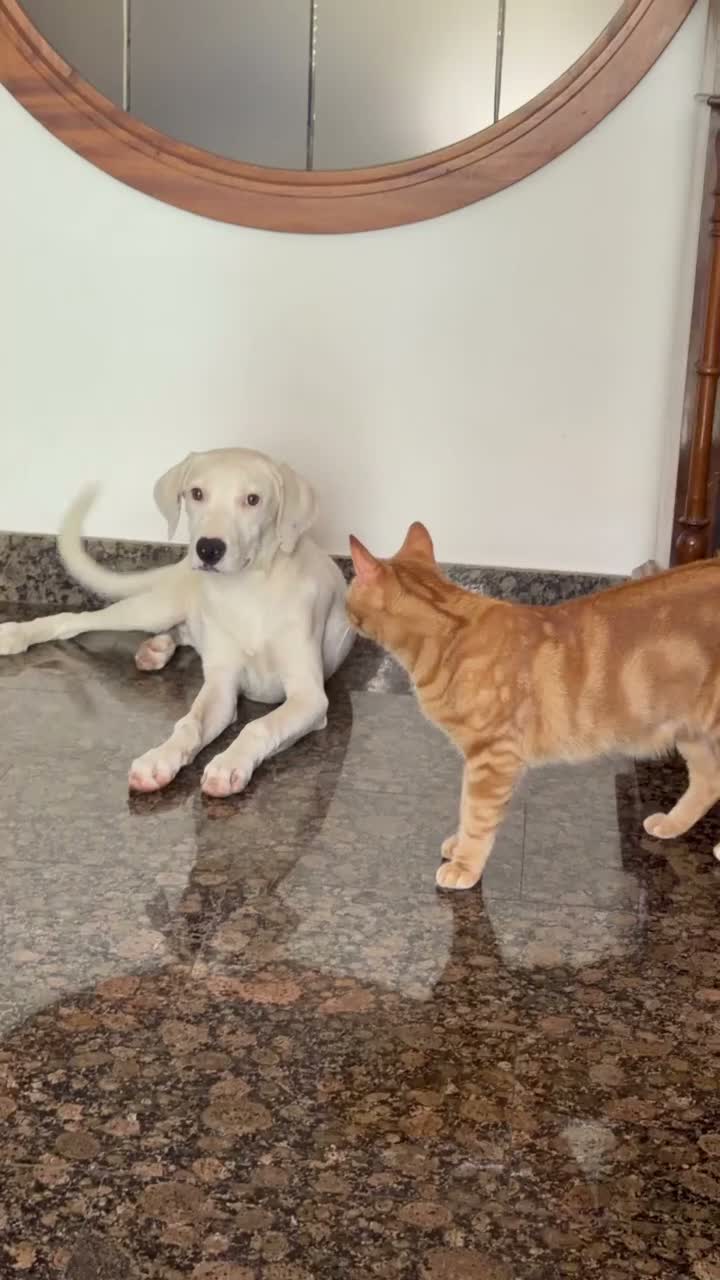 Meticcio cani in regalo: Alice a Provincia di Rovigo - Video 1