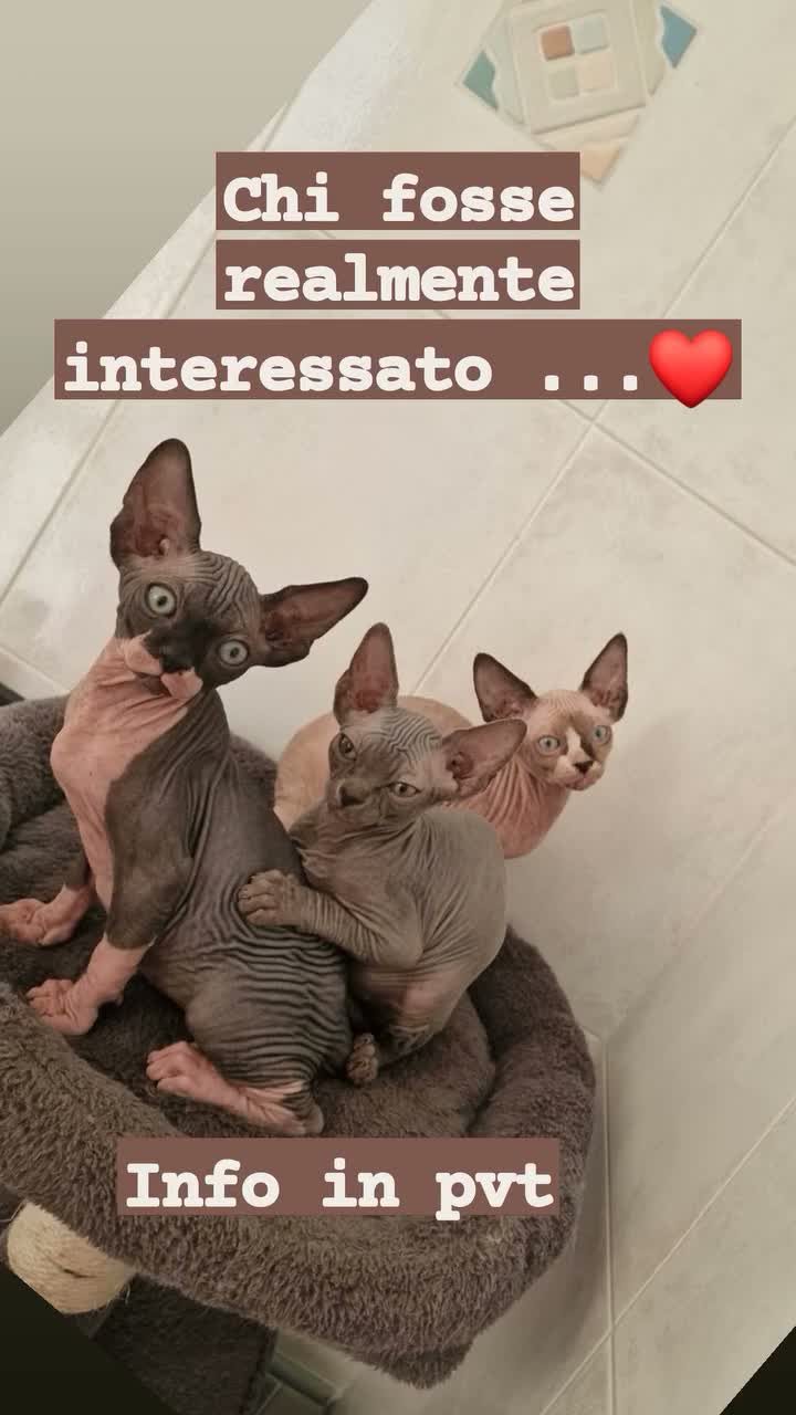 Sphynx gatti in vendita: Sphynx  - Video 1