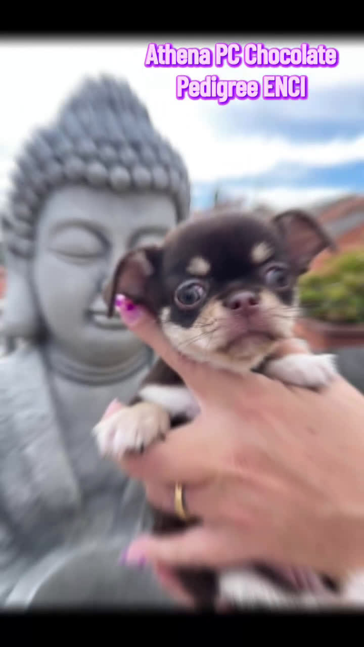 Chihuahua cani in vendita: Chihuahua chocolate Pedigree ENCI - Video 2