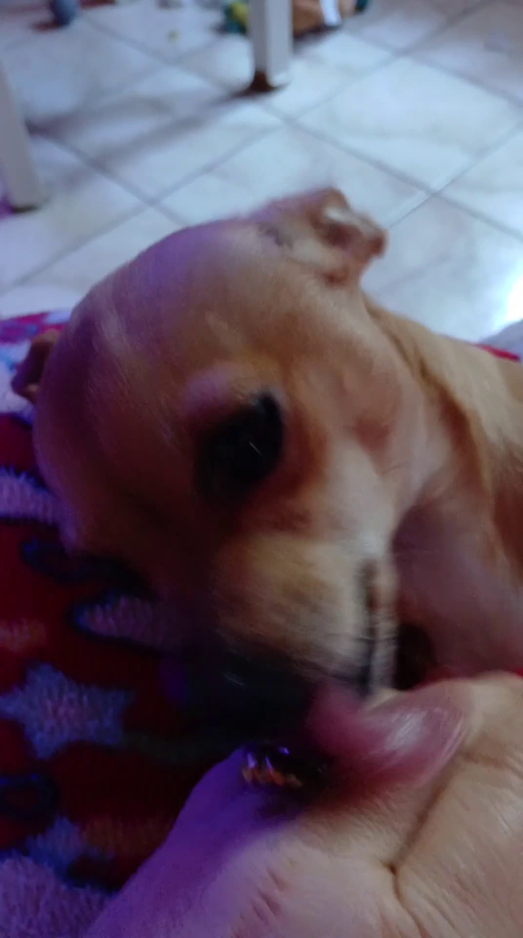 Chihuahua cani in vendita: Cuccioli di Chihuahua - Video 1