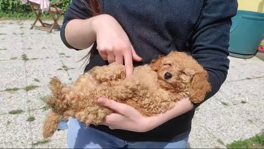 Barboncino cani in vendita: Barboncini Nani disponibili con Pedigree ENCI  - Video 2