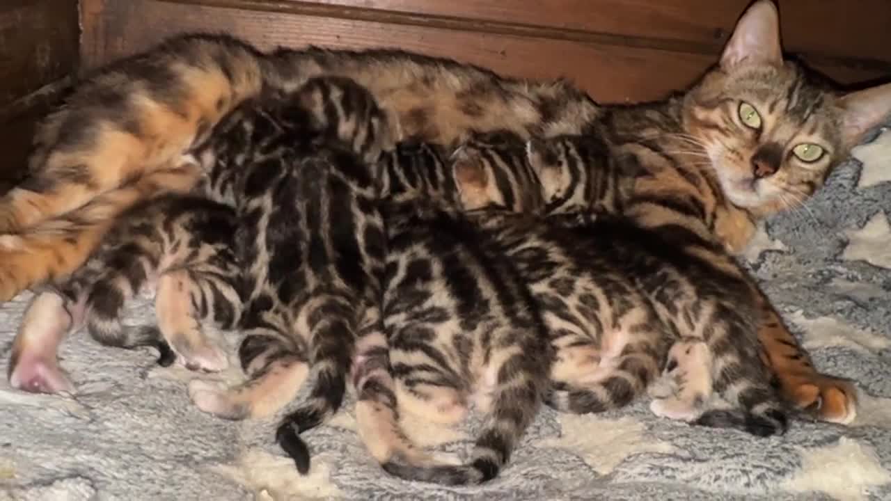 Bengala gatti in vendita: Bengal brown meravigliosi - Video 1