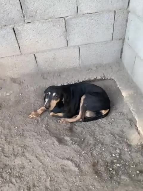 Meticcio cani in regalo: DAIMA tranquilla e buona - Video 1