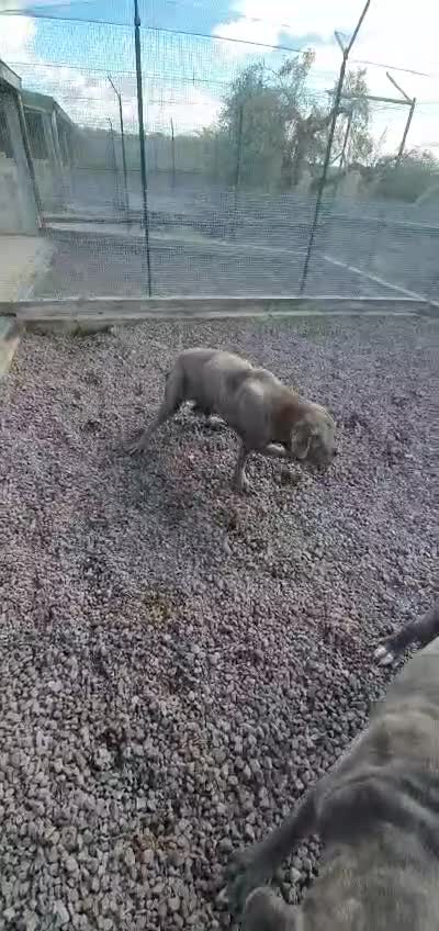 Cane Corso cani in regalo: Teresa, cane corso in canile - Video 2