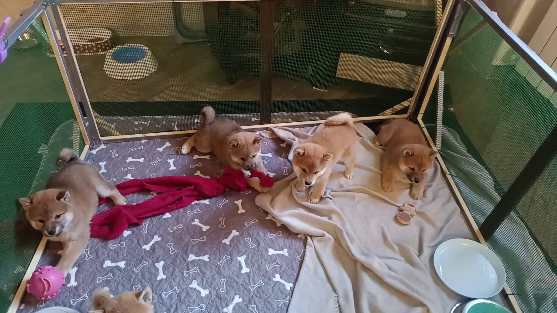 Shiba Inu cani in vendita:  cucciolata di Shiba inu ottima genealogia  - Video 1