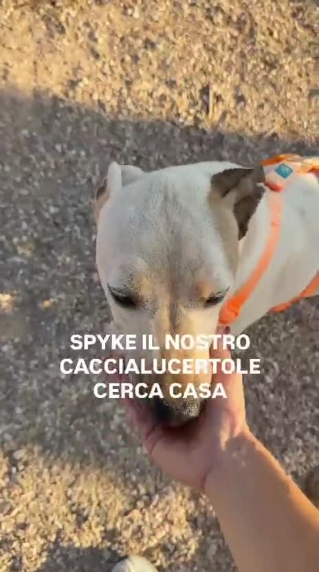 Meticcio cani in regalo: Spyke cerca una vera famiglia - Video 1