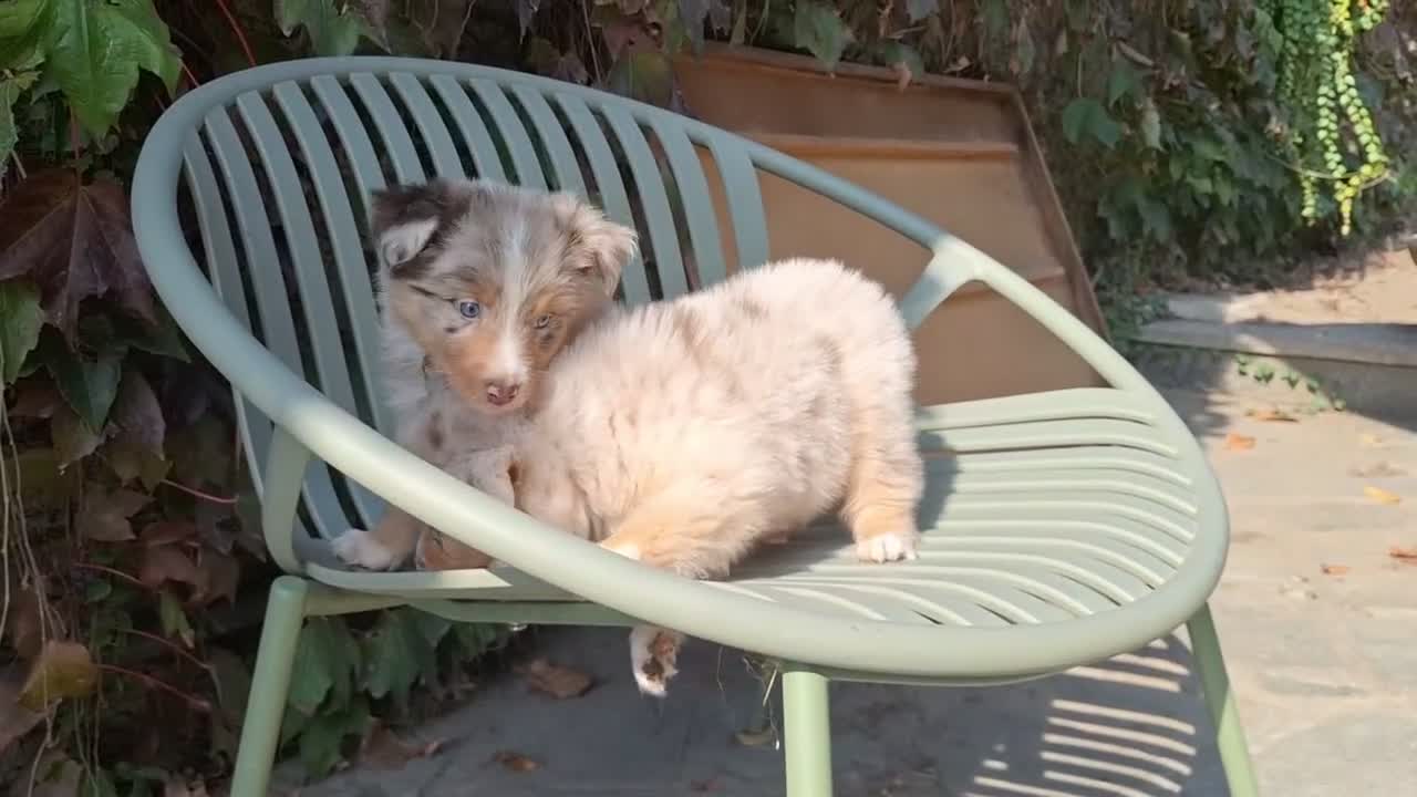 Australian Shepherd cani in vendita: pastore australiano  - Video 3