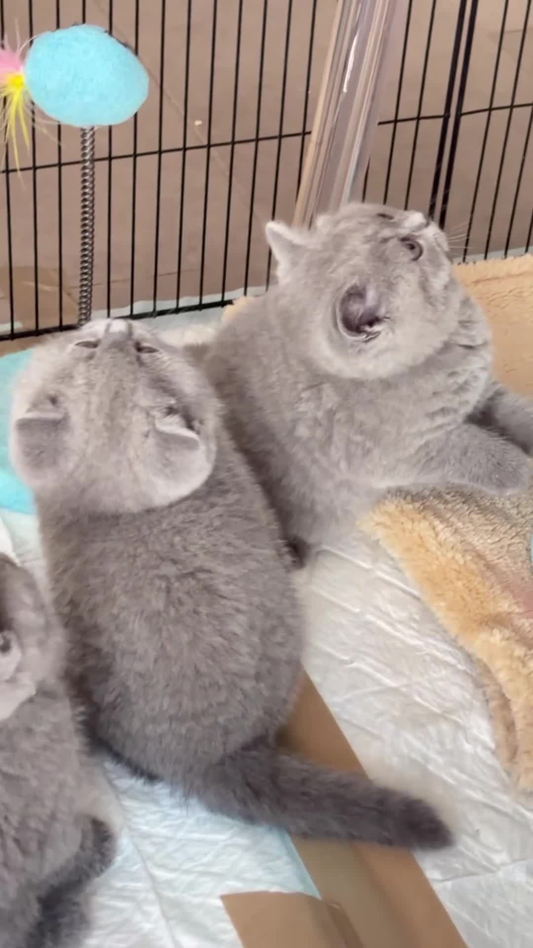 British gatti in vendita: British shorthair blu - Video 1