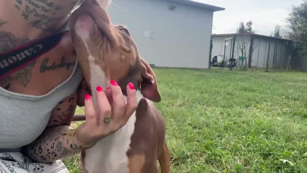 Pitbull cani in vendita: Cucciolo Red Tricolor con pedigree anche a rate - Video 2