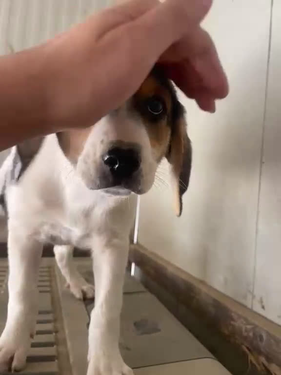 Meticcio cani in regalo: ELETTRA ASPETTA TE - Video 1