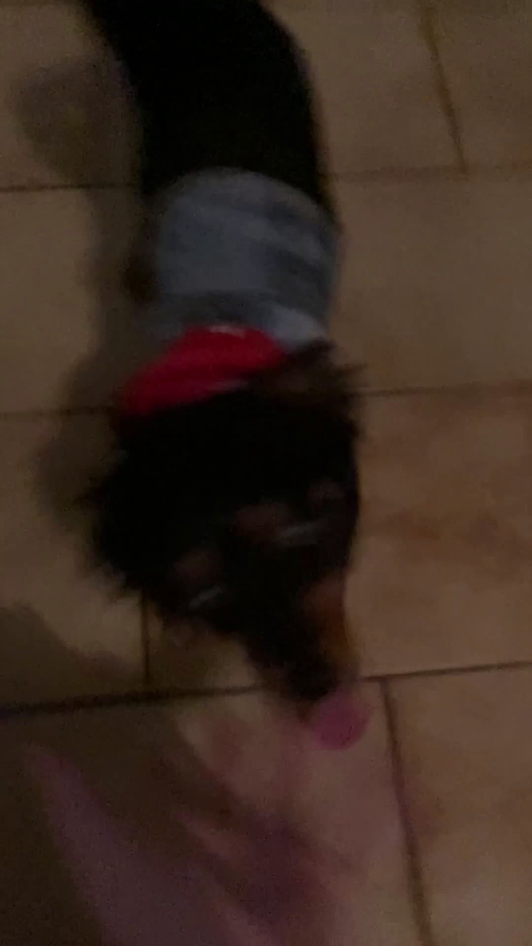 Meticcio cani in vendita: Il mio cane si chiama Max  - Video 1