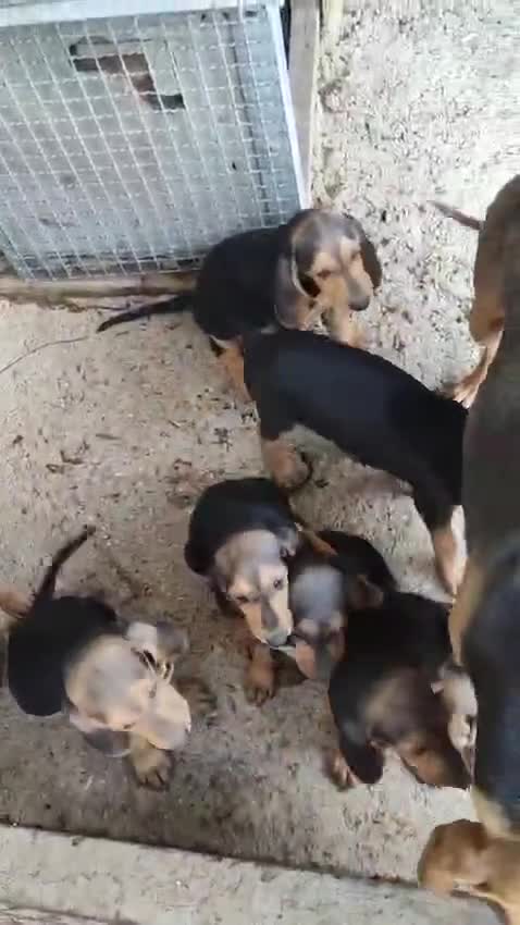 Segugio cani in vendita: Segugio Italiano - Video 1