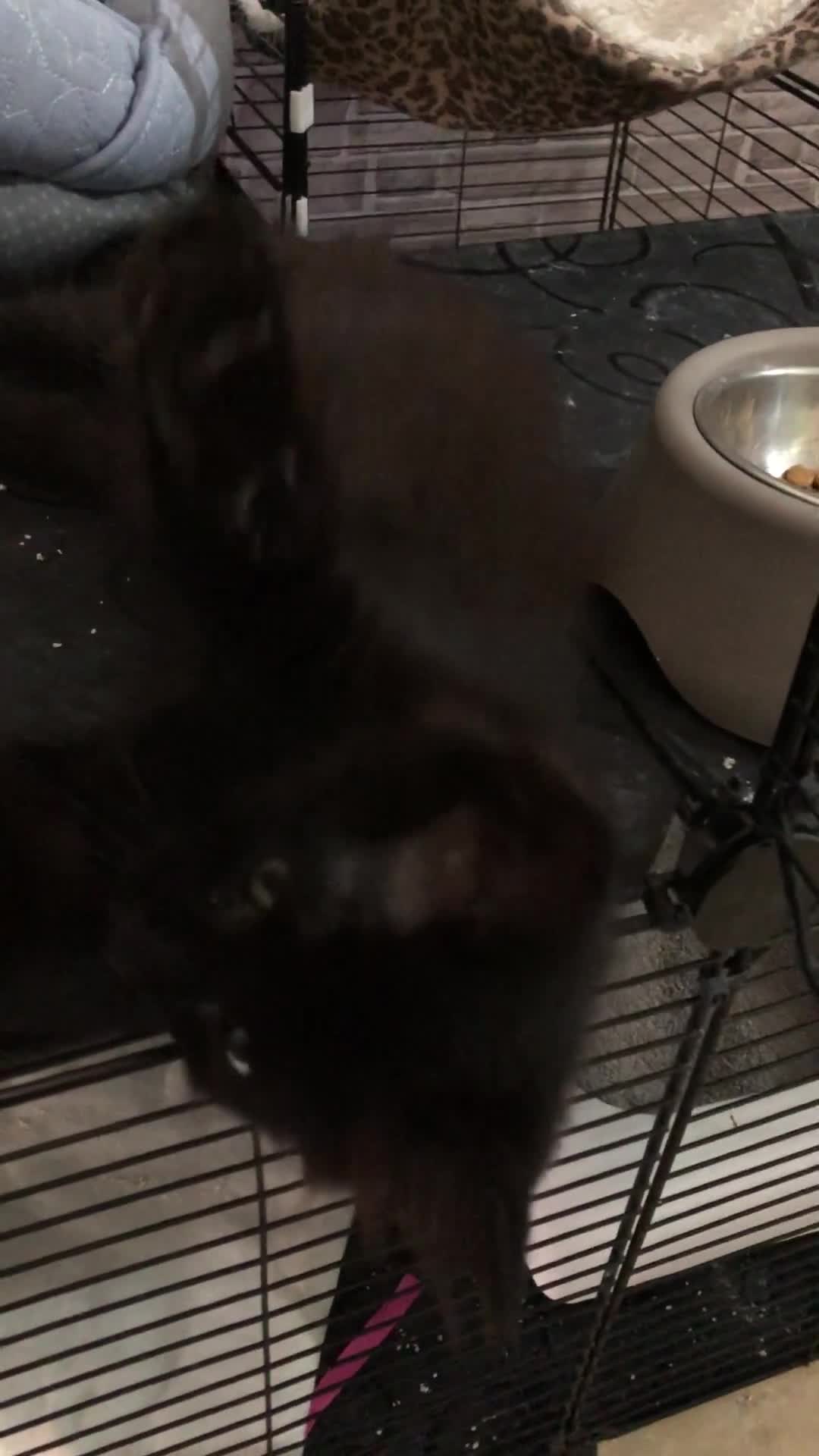 Altre razze gatti in regalo: MARTE CERCA CASA 🏡  - Video 1