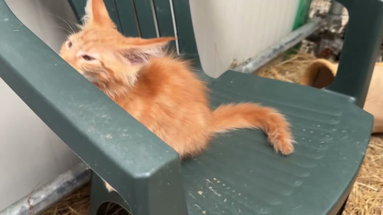 Maine Coon gatti in vendita: Maschietto rosso di maine coon - Video 1