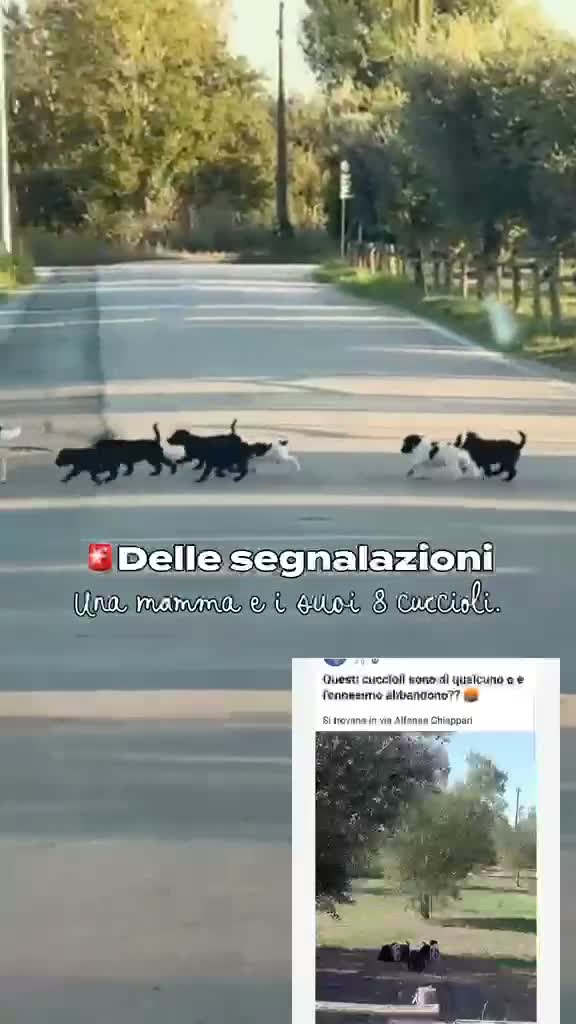 Meticcio cani in regalo: Nicole: 2 mesi taglia contenuta  - Video 5