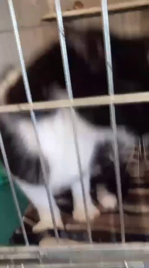 Europeo gatti in regalo: gatta 6 mesi bianca e nera cerca casa🖤 - Video 2