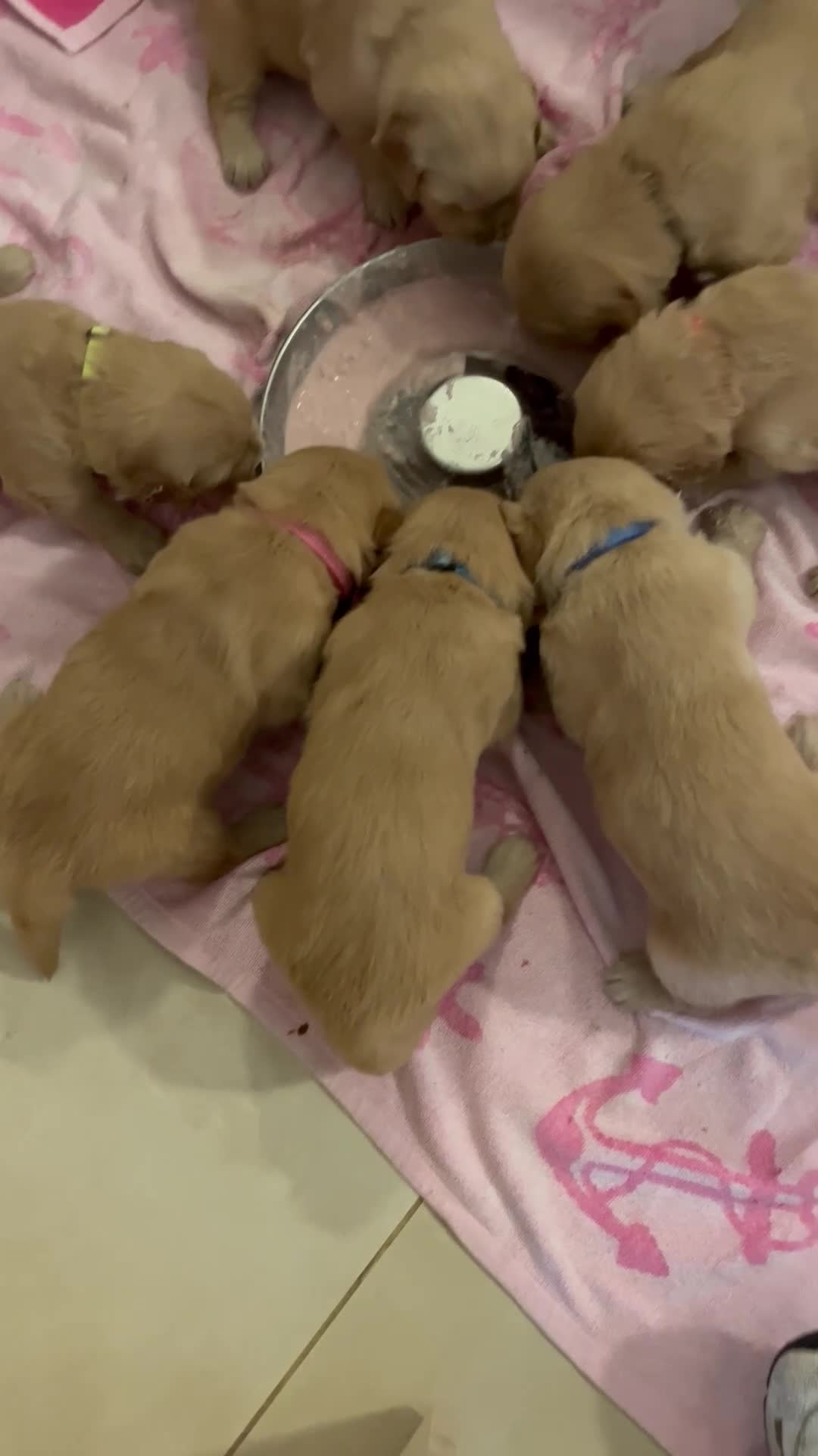 Golden Retriever cani in vendita: Cuccioli Golden Retriver 100% americani - Video 1