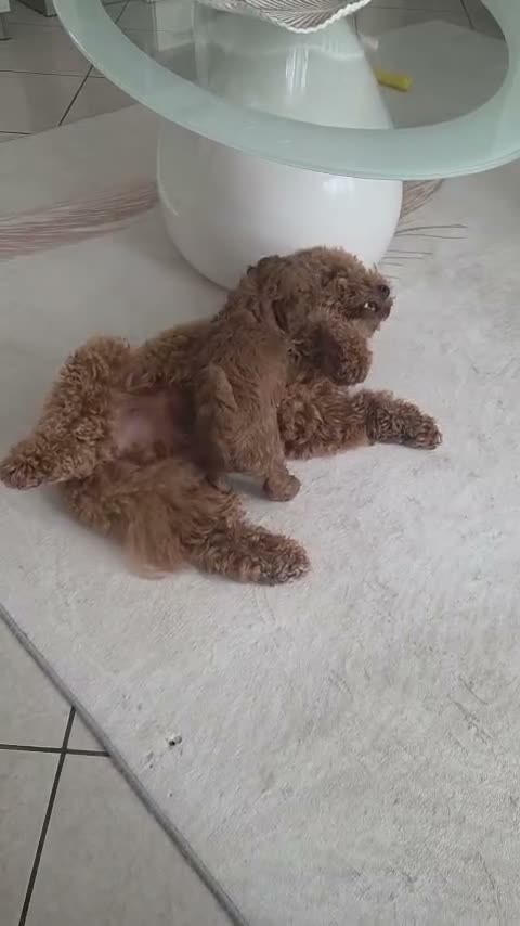 Barboncino cani in vendita: Barboncino  a Provincia di Vercelli - Video 1