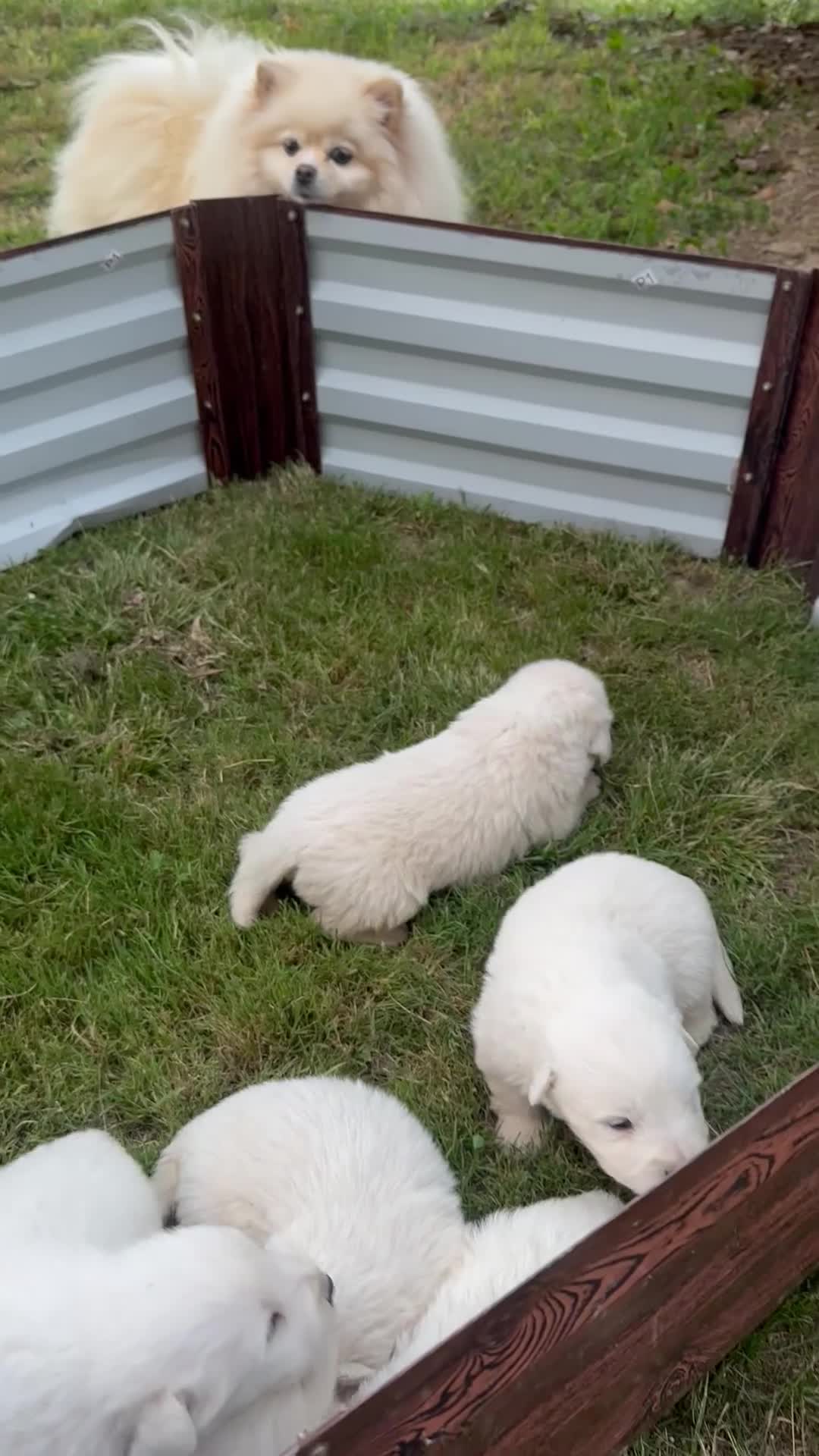 Pastore Abbruzzese Maremmano cani in vendita: Cucciolo pastore maremmano abbruzzese a Provincia di Massa e Carrara - Video 1
