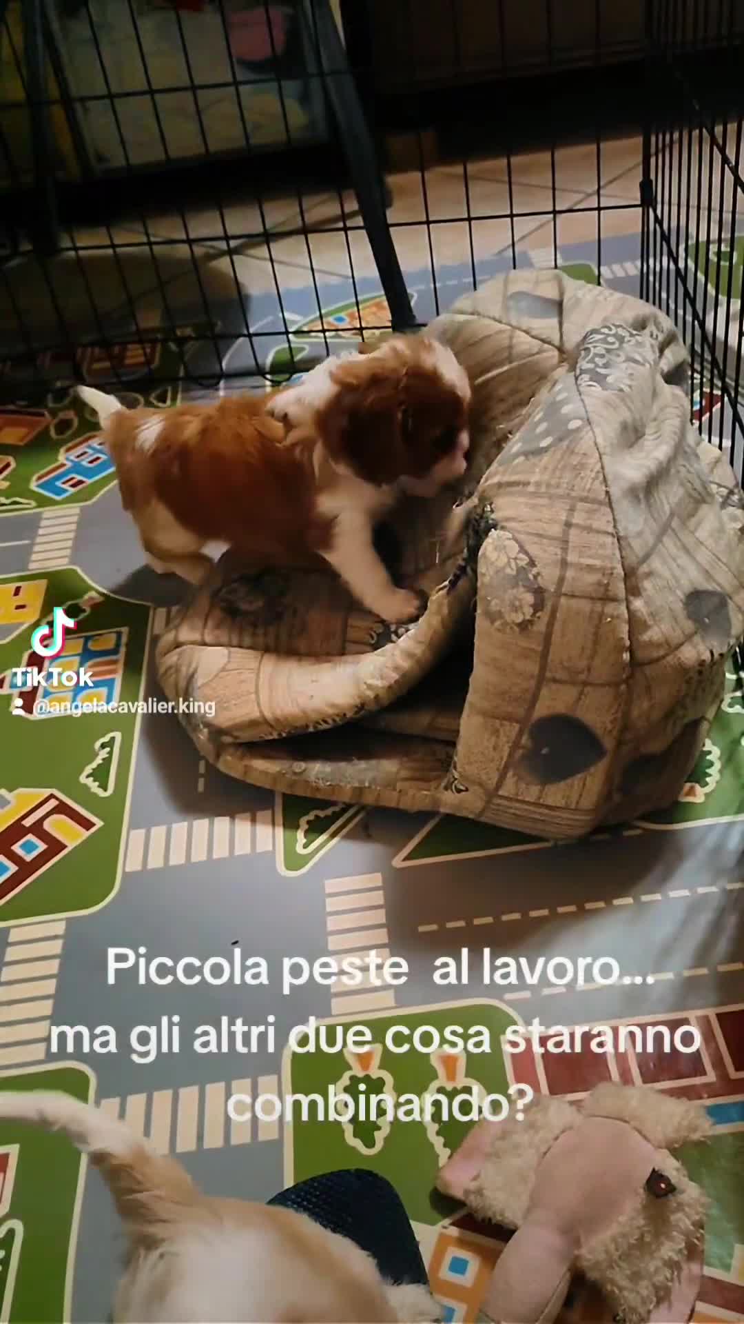 Cavalier King cani in vendita:  splendida cucciolata di cavalier king - Video 2