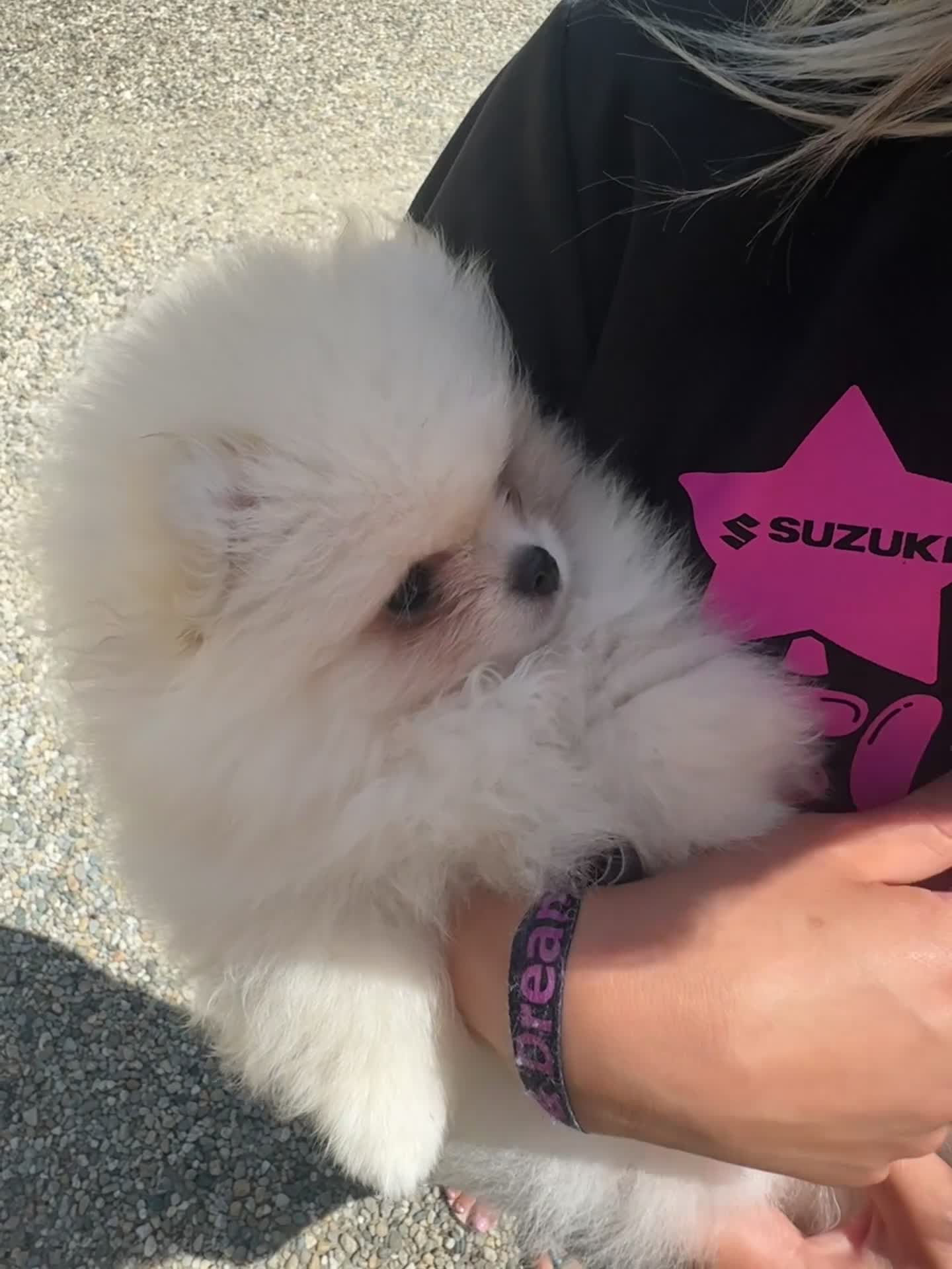 Volpino Pomerania cani in vendita: Volpino di Pomerania  - Video 1