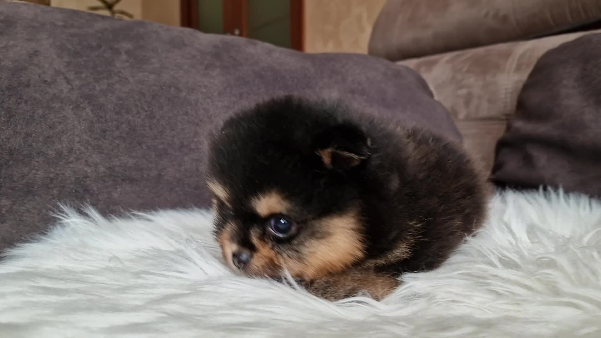 Spitz cani in vendita: Spitz di Pomerania black&tan femmina  - Video 2