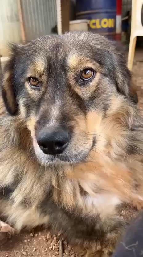 Pastore dei Carpazi cani in regalo: Meraviglioso Pastore dei Carpazi a Città metropolitana di Milano - Video 1