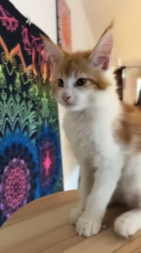 Maine Coon gatti in vendita: Cucciole di MaineCoon - Video 1