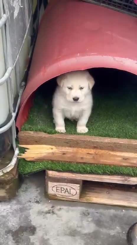 Meticcio cani in regalo:  Kiro a Provincia di Crotone - Video 1